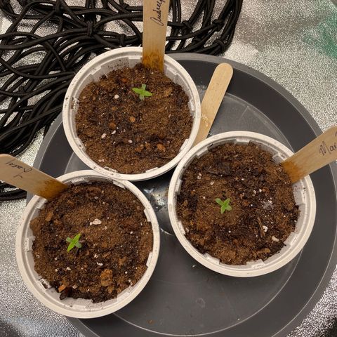 Lucy growlog timeline photo
