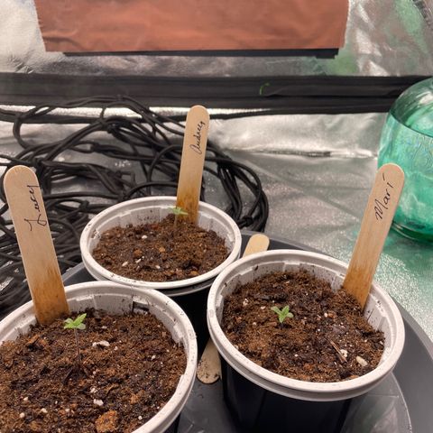 Lucy growlog timeline photo