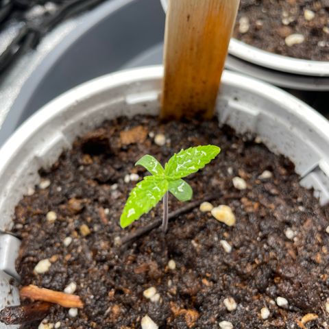 Lucy growlog timeline photo