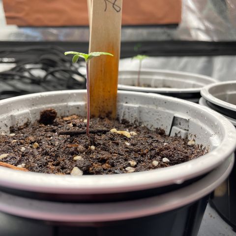 Lucy growlog timeline photo