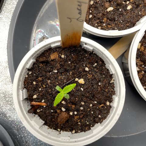 Lucy growlog timeline photo
