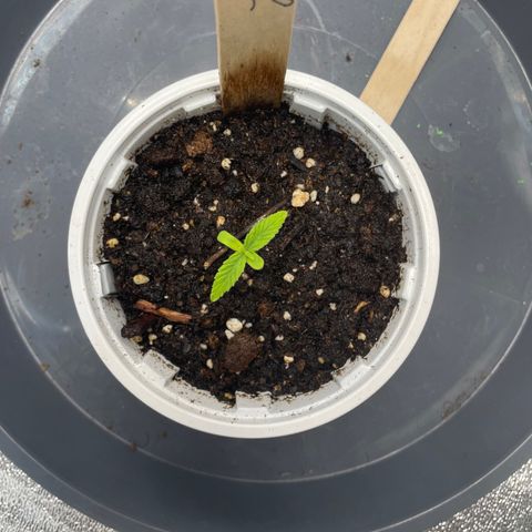 Lucy growlog photo: 6 leaves 