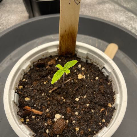 Lucy growlog photo: 6 leaves 