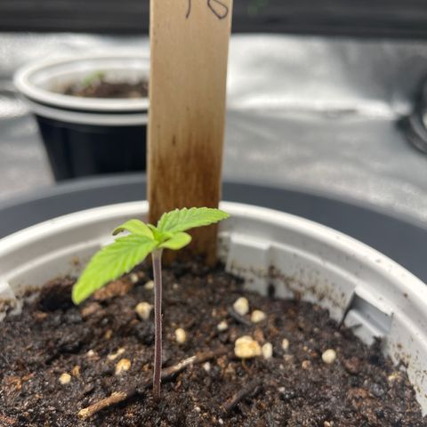 Lucy growlog photo: 6 leaves 