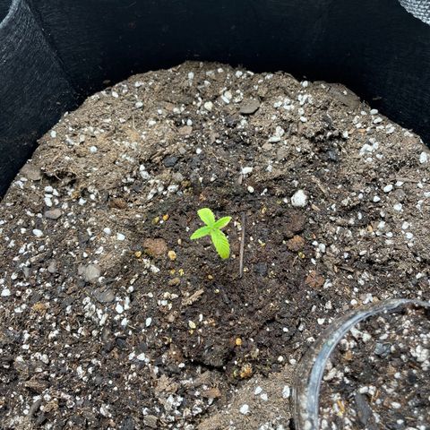 Lucy growlog timeline photo