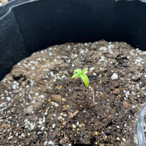 Lucy growlog timeline photo