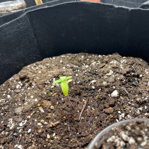 Lucy growlog timeline photo