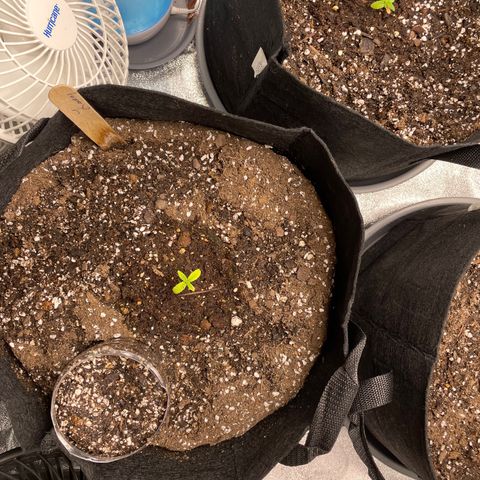 Lucy growlog timeline photo