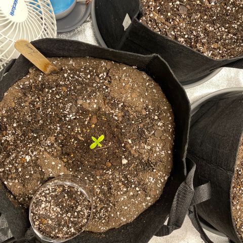 Lucy growlog timeline photo