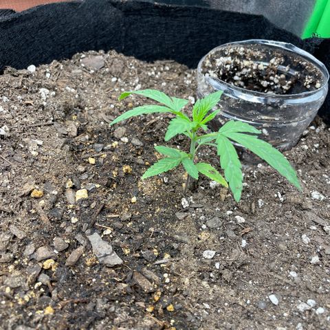 Lucy growlog timeline photo
