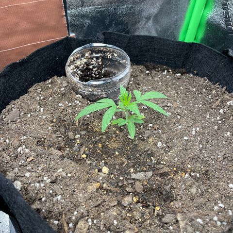 Lucy growlog timeline photo
