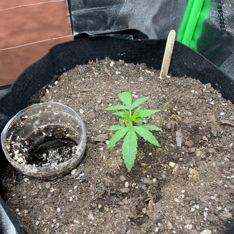 Lucy growlog timeline photo