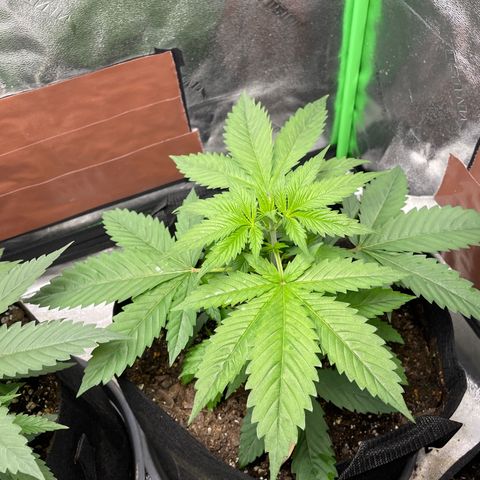 Lucy growlog timeline photo