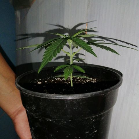 Pijababosa growlog timeline photo