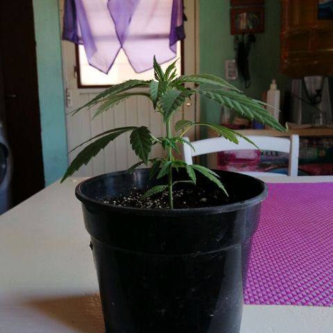 Pijababosa growlog photo: Poda hoy