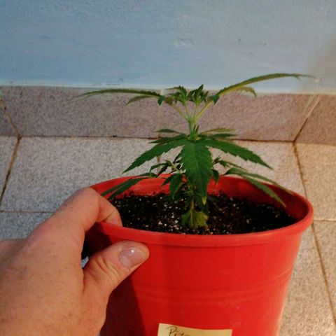 Pijababosa growlog timeline photo