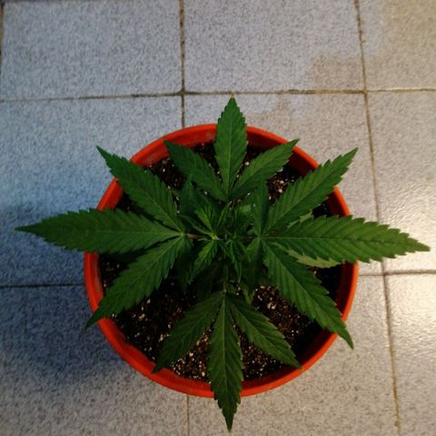 Pijababosa growlog timeline photo