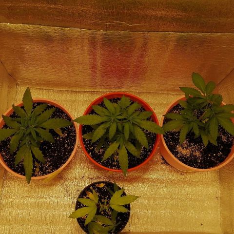 Pijababosa growlog timeline photo