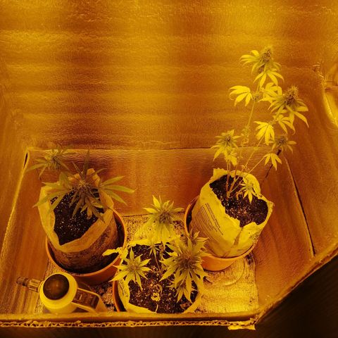 Pijababosa growlog timeline photo