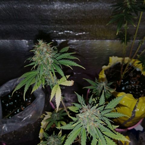 Pijababosa growlog timeline photo