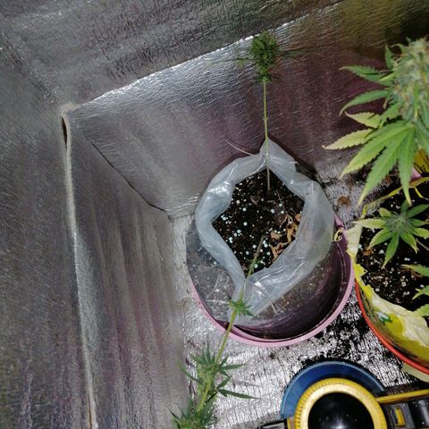 Pijababosa growlog timeline photo