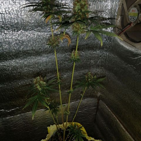 Pijababosa growlog timeline photo