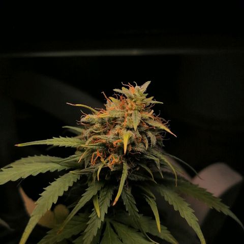 Pijababosa growlog timeline photo