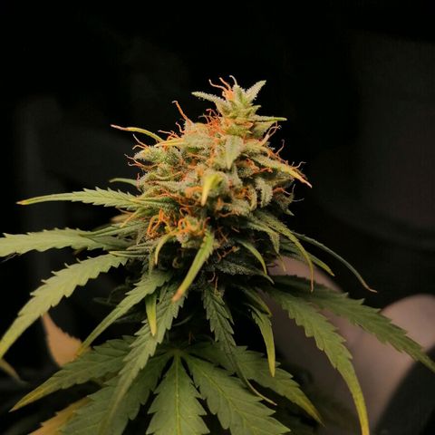 Pijababosa growlog timeline photo