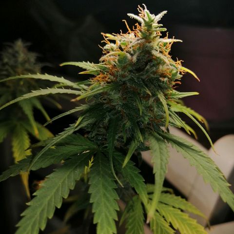 Pijababosa growlog timeline photo