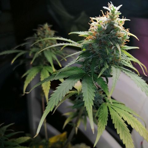 Pijababosa growlog timeline photo