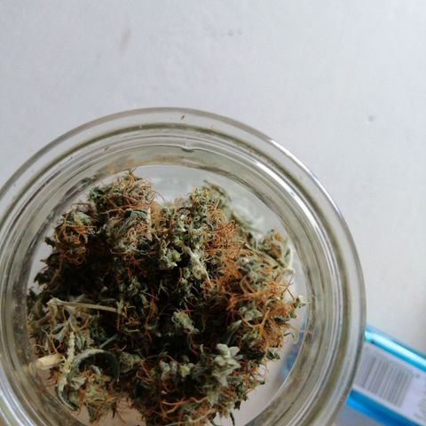 Pijababosa growlog timeline photo