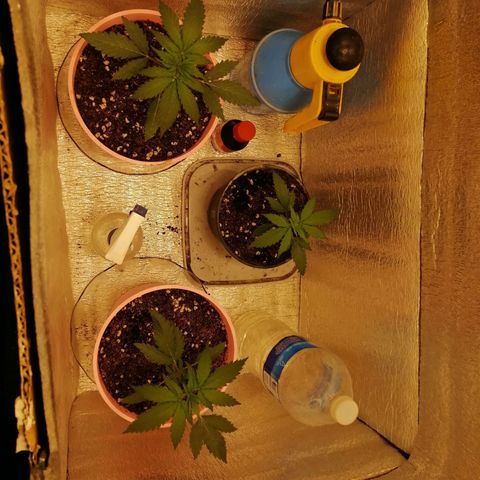 Regulares growlog timeline photo