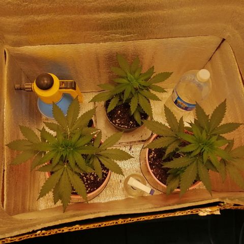 Regulares growlog timeline photo