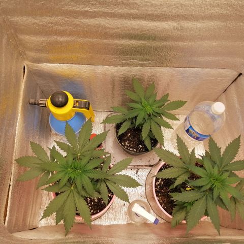 Regulares growlog timeline photo