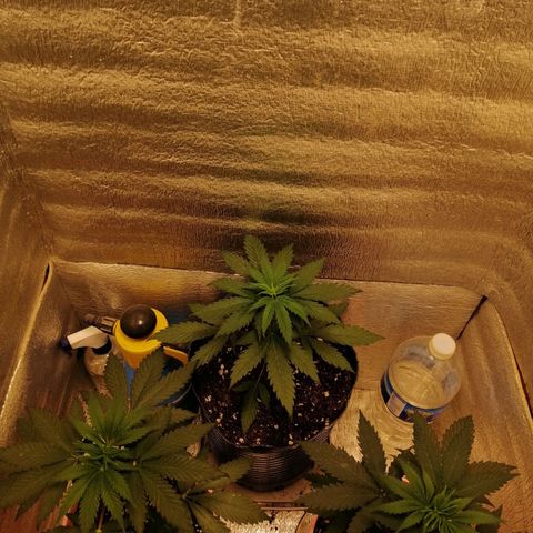 Regulares growlog timeline photo