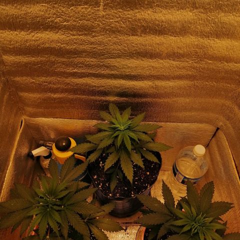 Regulares growlog timeline photo