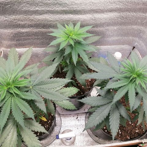 Regulares growlog photo: En noviembre cambio de luz