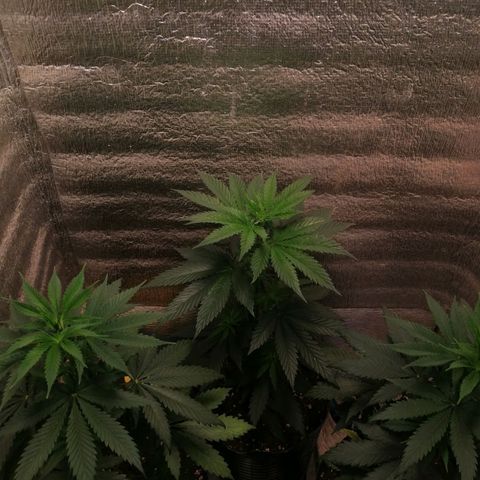 Regulares growlog timeline photo