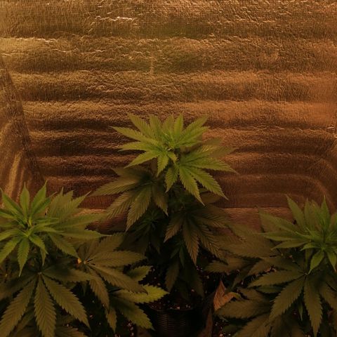 Regulares growlog timeline photo