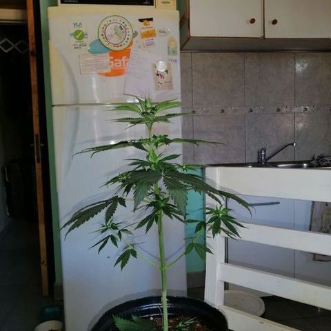Regulares growlog photo: Poda