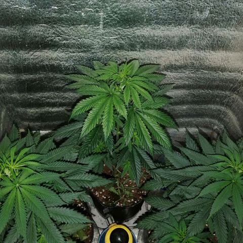 Regulares growlog photo: Jabón potasico