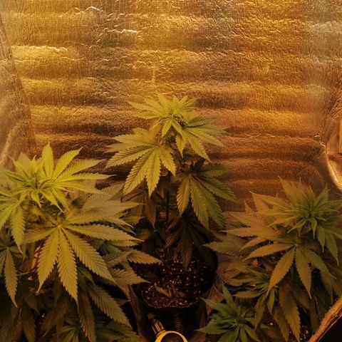 Regulares growlog photo: Floración 12 / 12

De 09 a 21 hs