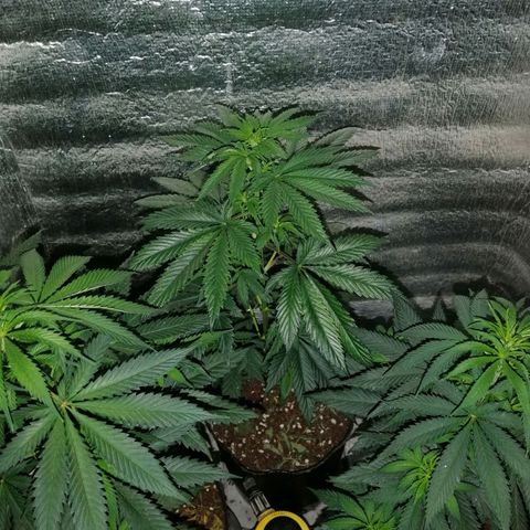 Regulares growlog timeline photo