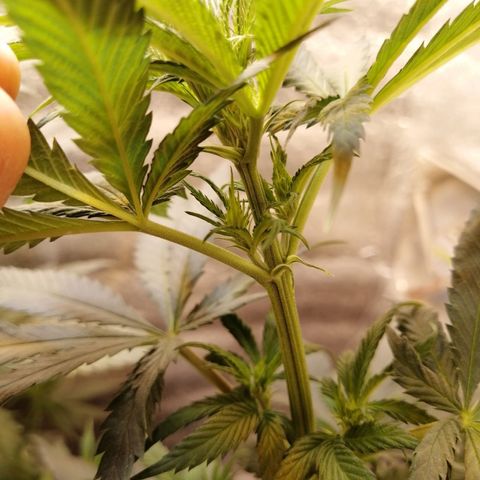Regulares growlog timeline photo