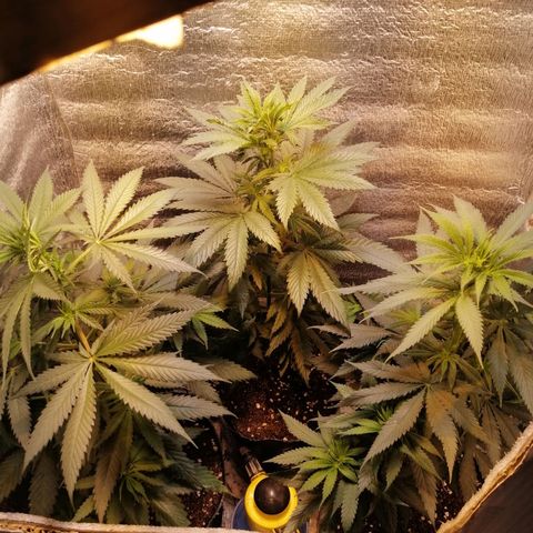 Regulares growlog timeline photo