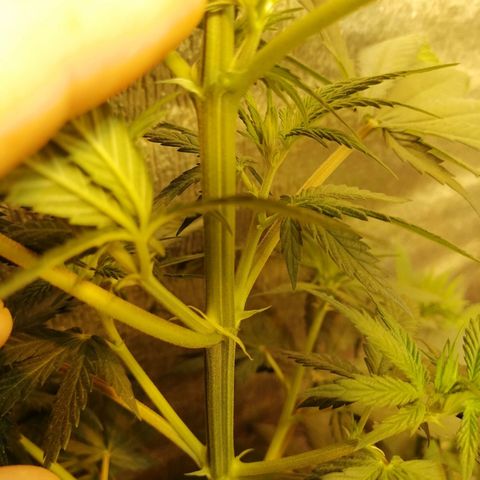 Regulares growlog timeline photo