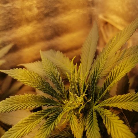 Regulares growlog timeline photo