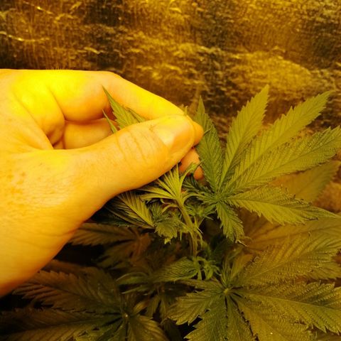 Regulares growlog timeline photo