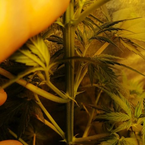 Regulares growlog timeline photo