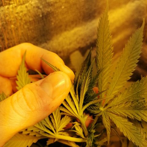Regulares growlog timeline photo